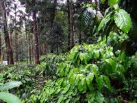 Bonga Forest &Auml;thiopien Trade BIO Kaffeebohnen Spengler Bio Kaffee