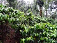 Indien Hochland Robusta Bio Kaffee Spengler NaturR&ouml;sterei